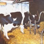 Buwalda in de stal